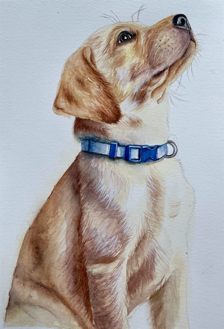 A5 watercolour pet portrait pricing example